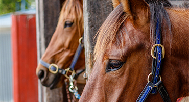 HRNZ commercial float operators Harness Racing New Zealand